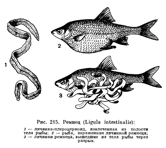 Рыбные паразиты - это надо знать каждому