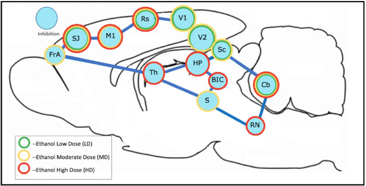   ,   ()   . Credit: Panayotis K. Thanos et al. / Metabolic Brain Disease 202