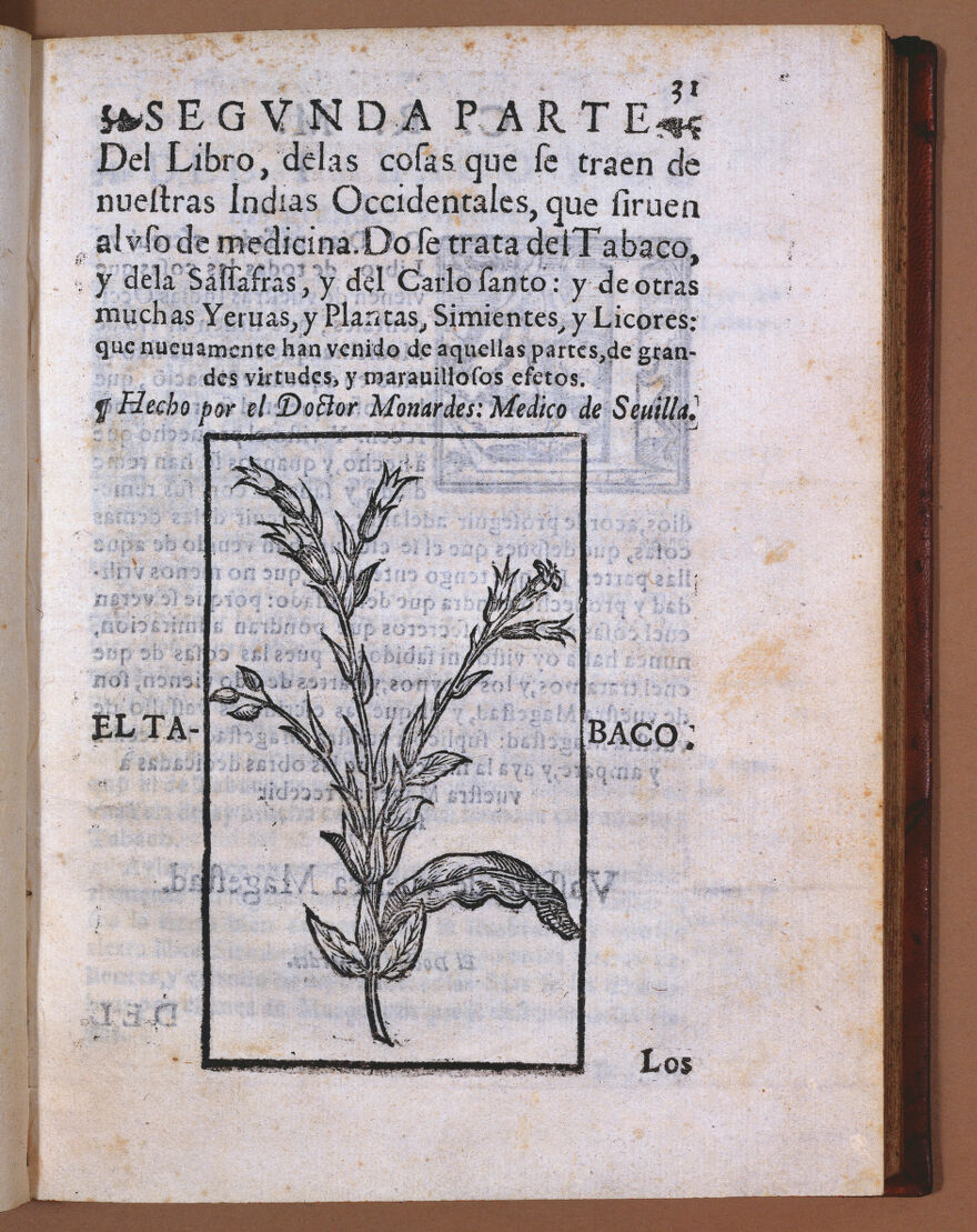 Изображение табака, сделанное Монардесом. Wellcome Library, London / CC BY 4.0