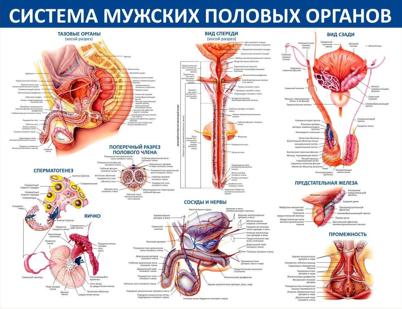 Система мужских половых органов