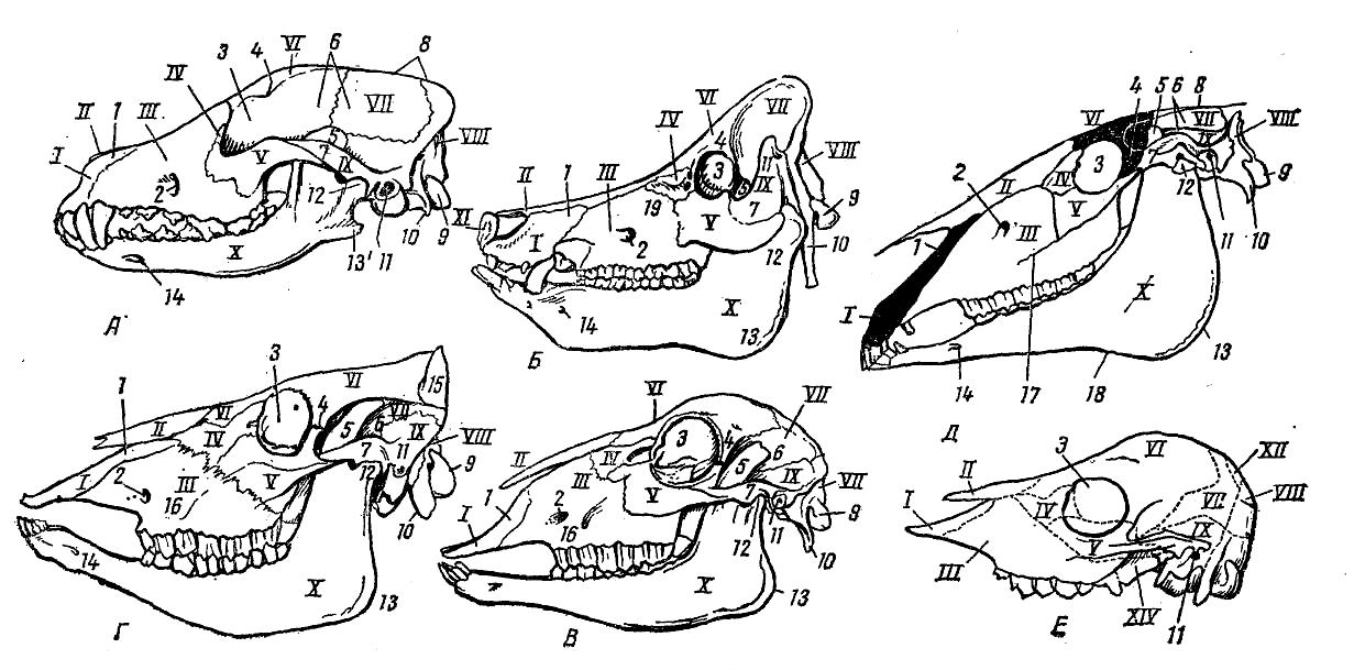             ( - , - , - ,  - ,  - ):   -         ,       