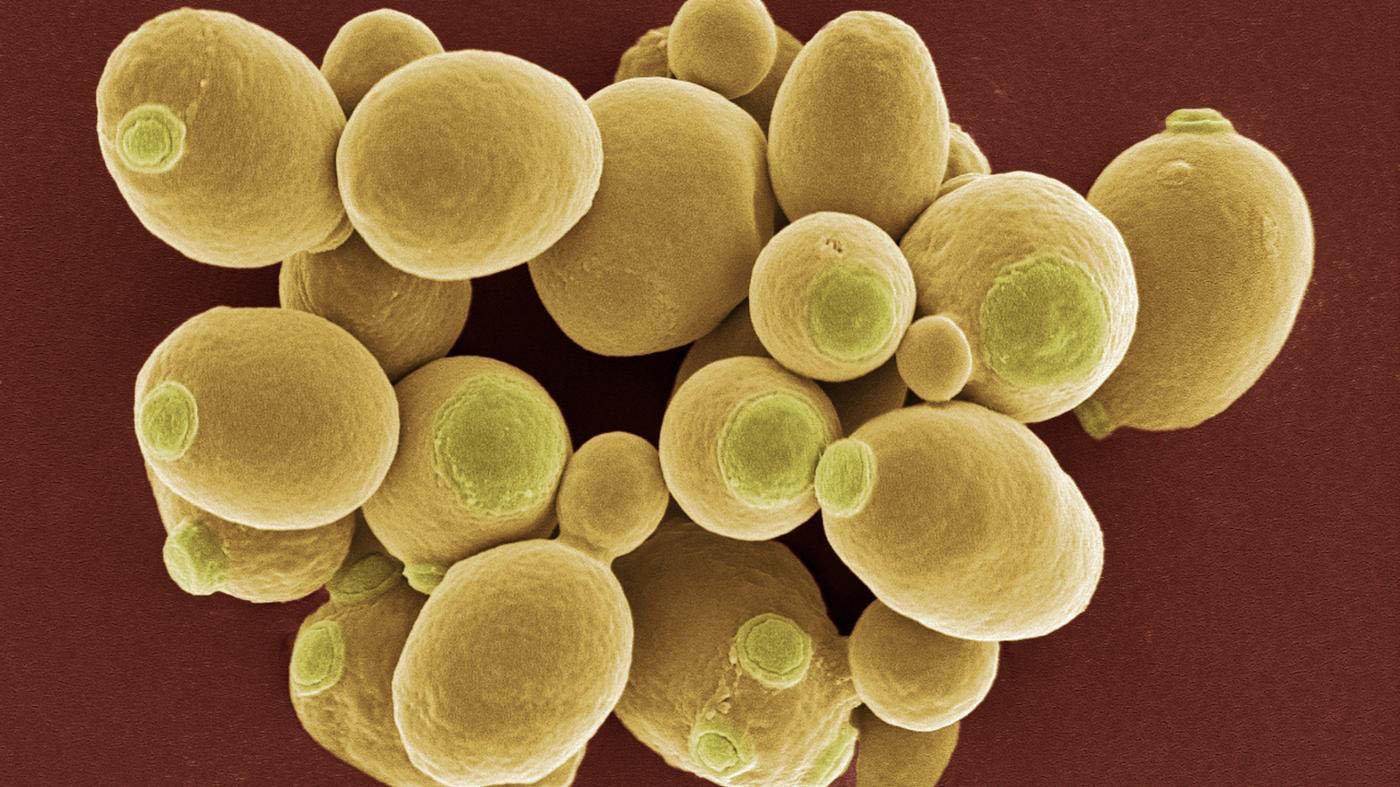 Дрожжи - грибок вида Saccharomyces cerevisiae, из класса Сахаромицеты, Царство грибов