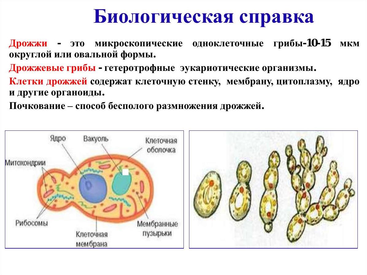 Дрожжи - грибок вида Saccharomyces cerevisiae, из класса Сахаромицеты, Царство грибов