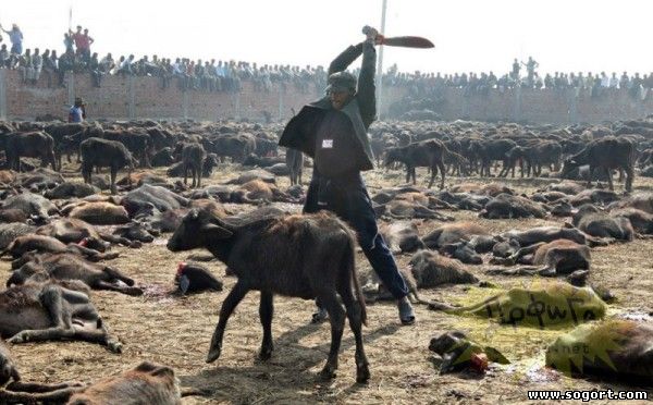 Убийство животных в Непале: фестиваль Шивчандра Кушва (Shivchandra Kushawaha)