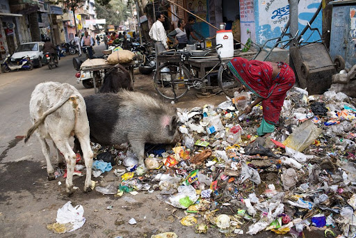 Индия - чудовищно грязная страна. Мусовр на улицах, свниь и собаки в нем ковыряющиеся