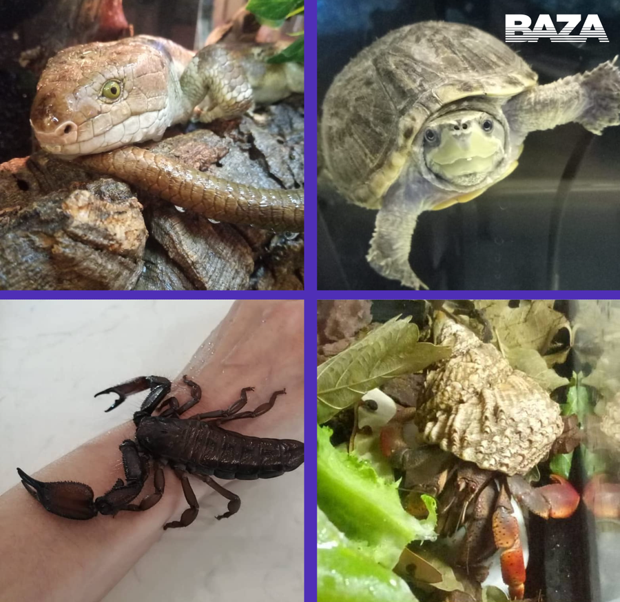 Домашние питомцы "бога" Кузи - Андрея Попов