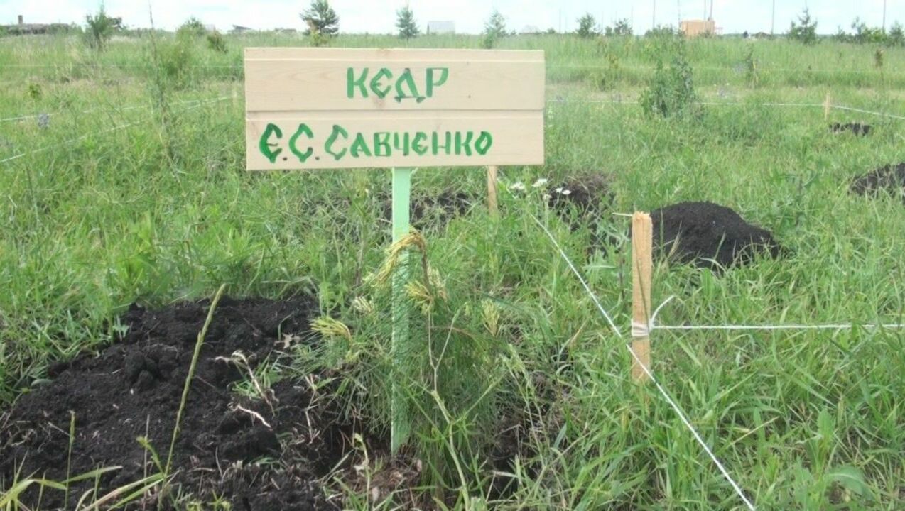 Кедр Евгения Савченко