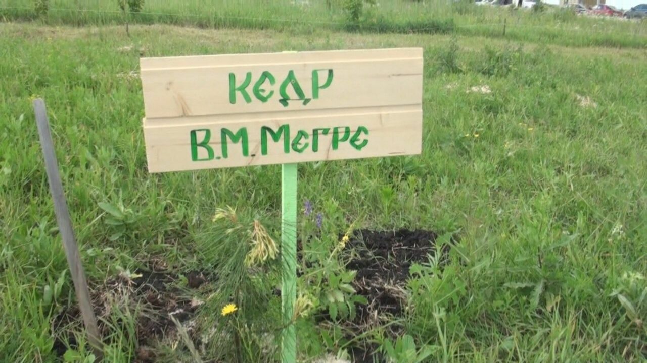 Кедр Владимира Мегре