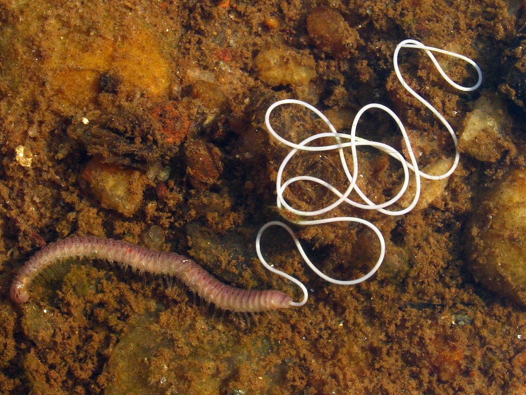 Волос-Nematomorpha живёт в озёрах и реках, достигая длинны 40 сантиметров и толщины 3 миллиметра
