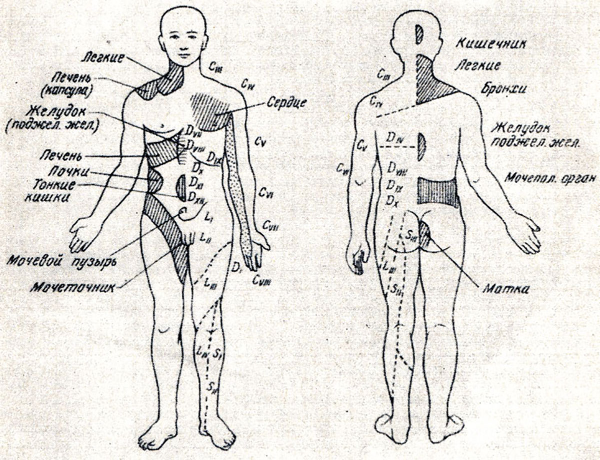 Зоны Захарьина-Геда
