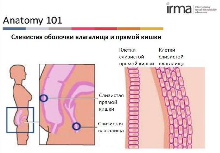 Схематическое сравнение слизистой оболочки прямой кишки и влагалища. Источник: mtnstopshiv.org