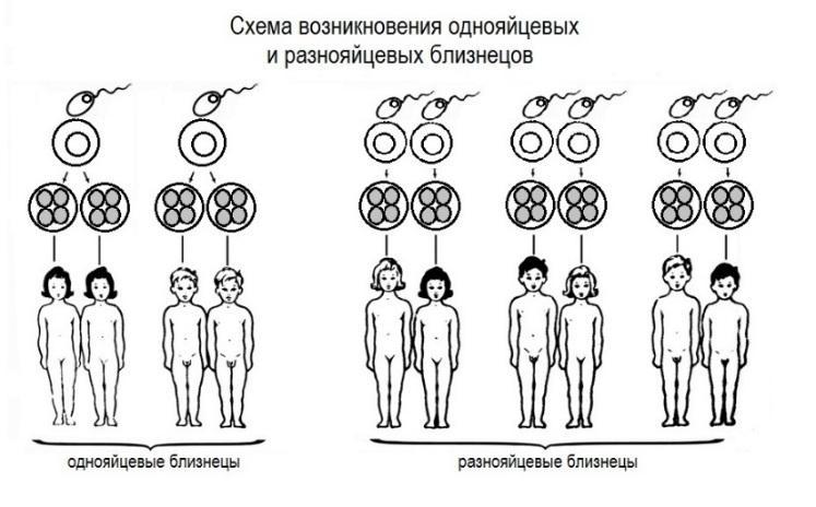 Идентичные и неидентичные близнецы