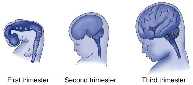 Мозг плода на разных триместрах беременности (схема)