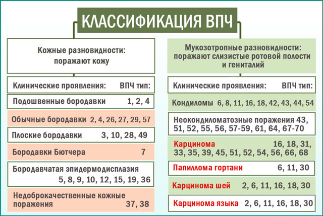 Вирус папилломы человека - классификация